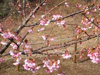 早咲き桜の画像