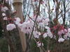 小彼岸桜の画像