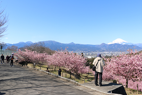 花の里ゾーン・花木園1の画像1