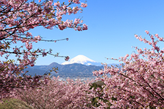 花の里ゾーン・花木園1の画像2