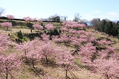 花の里ゾーン・花木園1の画像