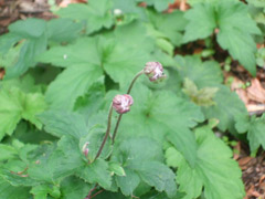 つぼみの状態の秋明菊の画像