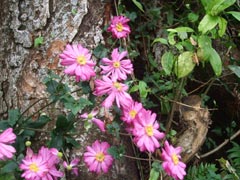 秋明菊の画像