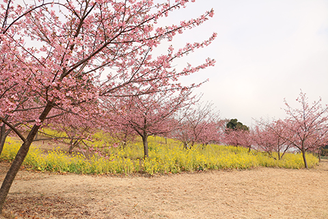 記念植樹エリアからの風景の画像