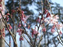 小彼岸桜の画像1