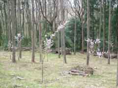小彼岸桜の画像2