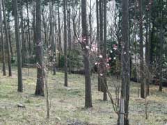 小彼岸桜の画像3