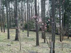 小彼岸桜の画像3