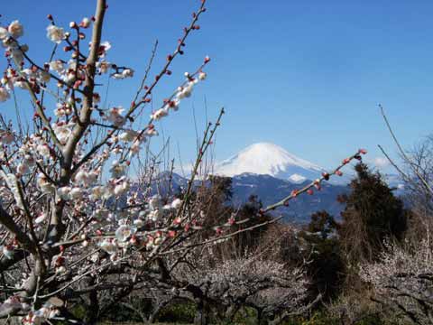 花の里ゾーン・梅園1の画像1