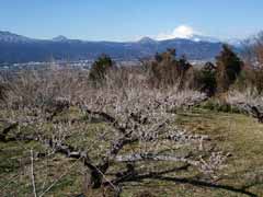 花の里ゾーン・梅園1の画像2