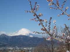 花の里ゾーン・梅園1の画像3