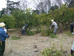 植栽された早咲き桜の画像