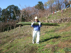 竹の支柱を大量に運ぶの画像