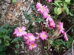 秋明菊の画像