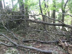 台風15号の強風で折れた広葉樹の画像