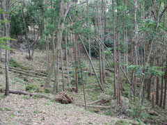 こもれびの森周辺の倒木の様子の画像