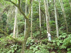 水辺の里ゾーンの上段にある散策路の作業風景の画像