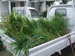 用意された水辺環境に適した植物の画像