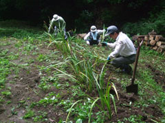 池の外周に植栽されたカキツバタの画像