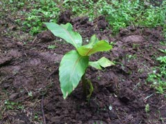 この日植栽された唯一のバショウの画像