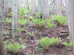 シダ類の群生地の画像