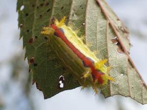 クロシタアオイラガの幼虫