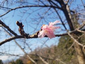 R02.12.25_開花状況①