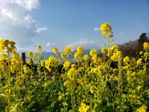 R02.12.25_開花状況②