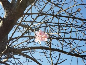 R03.01.04_開花状況①