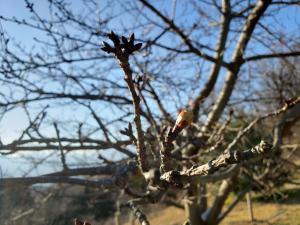 R03.01.04_開花状況②