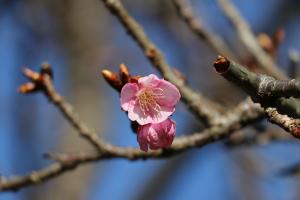 R03.01.14_開花状況①