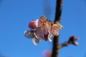 R03.01.14_開花状況②
