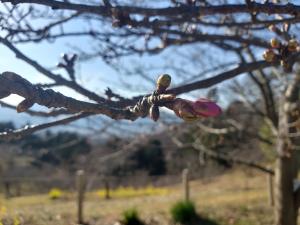 R03.01.25_開花状況②