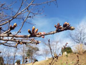 R03.01.25_開花状況③