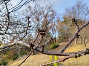 R02.12.18_開花状況①