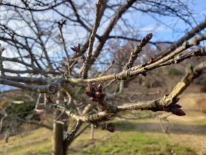 R02.12.18_開花状況②