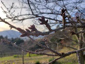 R02.12.18_開花状況③
