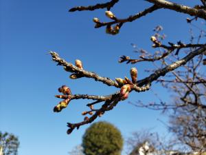 R03.02.02_開花状況①