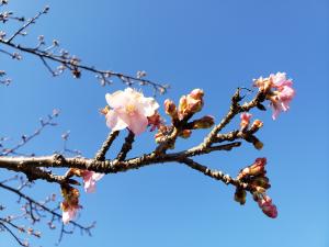 R03.02.02_開花状況②