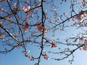 R03.02.02_開花状況③