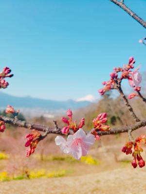 R03.02.11_開花状況②