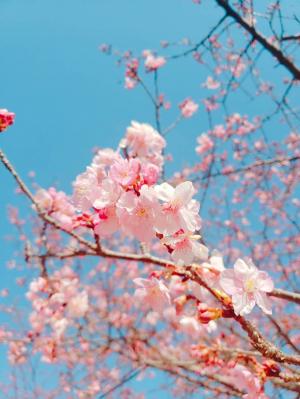 R03.02.11_開花状況⑥