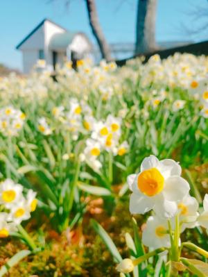 R03.02.11_開花状況③