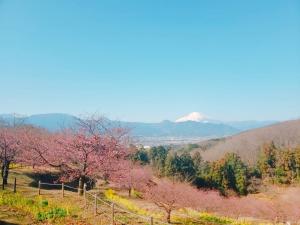 R03.02.11_開花状況①