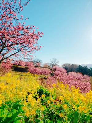 R03.02.17_開花状況③