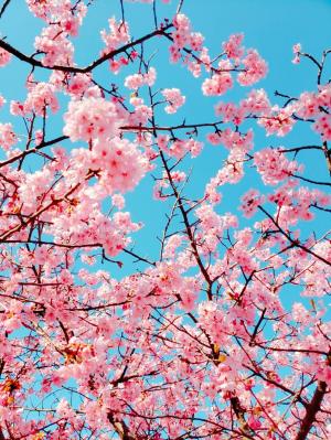 R03.02.17_開花状況⑦