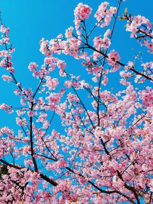 R03.02.19_開花状況⑧