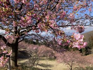 早咲き桜①