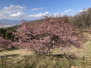 早咲き桜③