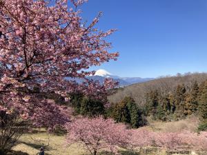 早咲き桜②